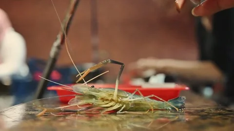 Live shrimp struggling after being caught Stock Footage 342371205