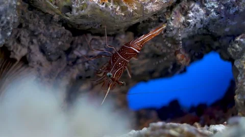 Live Shrimp underwater Stock Footage 82746344