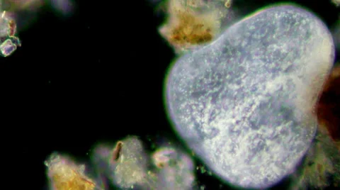 Live single-celled infusoria under microscope (darkfield method) Видео 33661306
