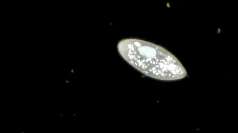 Live single-celled infusoria under microscope (darkfield method) Stock-Footage 33661603