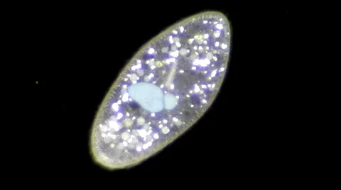 Live single-celled infusoria under microscope (darkfield method) Stock Footage 33661633