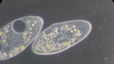 Live single-celled infusoria under microscope (phase-contrast method) Stock Footage 33661654