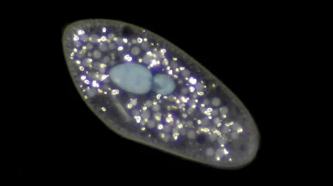 Live single-celled infusoria under microscope (darkfield method) Stock Footage 33661698