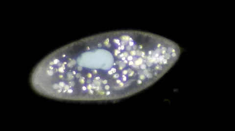 Live single-celled infusoria under microscope (darkfield method) Stock Footage 33661706