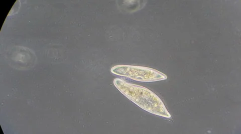 Live single-celled infusoria under microscope (phase-contrast method) Stock Footage 33661737