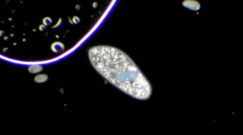 Live single-celled infusoria under microscope (darkfield method) Video stock 33661783
