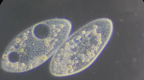 Live single-celled infusoria under microscope (phase-contrast method) Video stock 33661796