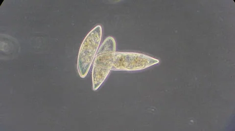 Live single-celled infusoria under microscope (phase-contrast method) Video stock 33661804
