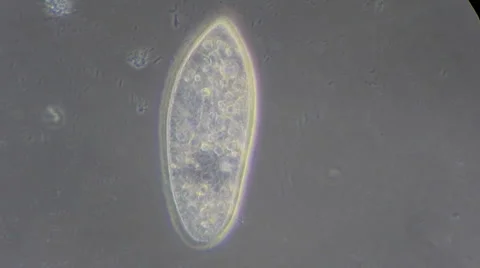 Live single-celled infusoria under microscope (phase-contrast method) Video stock 33661811