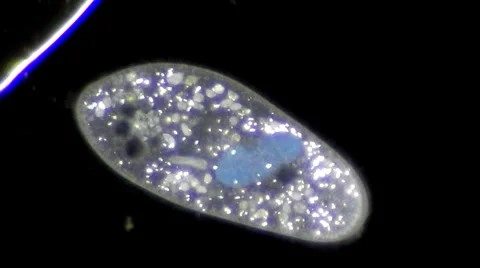 Live single-celled infusoria under microscope (darkfield method) Video stock 33661816