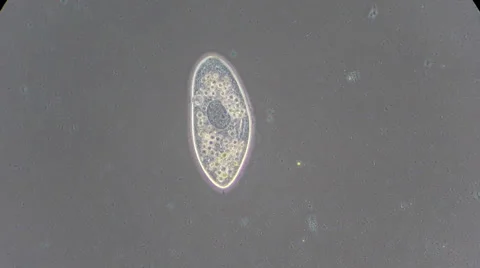 Live single-celled infusoria under microscope (phase-contrast method) Video stock 33661842