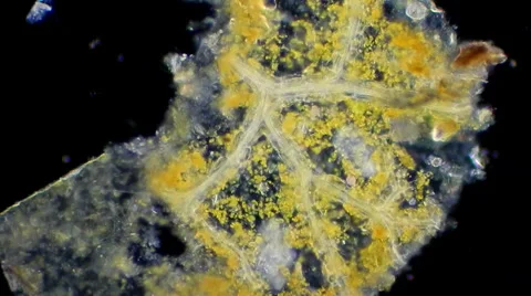 Live single-celled infusoria under microscope Video stock 33661845
