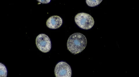 Live single-celled infusoria under microscope (darkfield method) Video stock 33661862