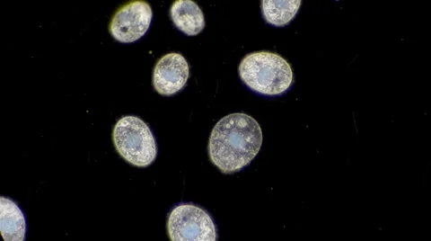 Live single-celled infusoria under microscope (darkfield method) Video stock 33661870