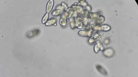 Live single-celled infusoria under microscope Video stock 33661872