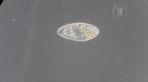 Live single-celled infusoria under microscope (phase-contrast method) Video stock 33661875