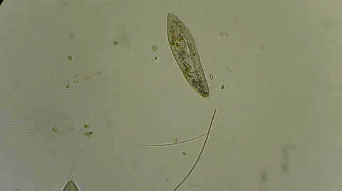 Live single-celled infusoria under microscope Video stock 33661880