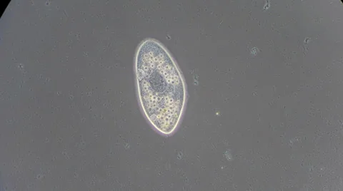 Live single-celled infusoria under microscope (phase-contrast method) Video stock 33661887