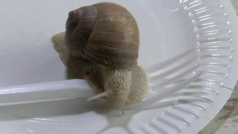 A live snail crawling onto a white disposable fork on a white plate - fresh f Video stock 309518550