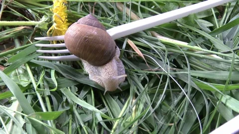 A live snail crawling onto a white disposable fork on green grass in close-up Stock Footage 309518786