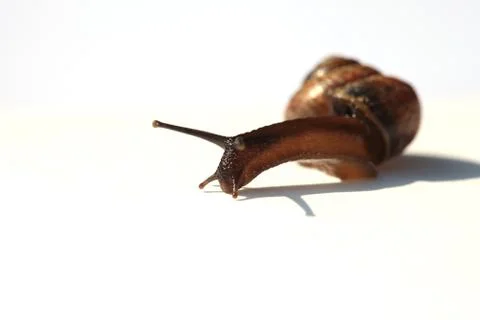The live snail on white background Stock Photos