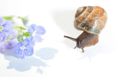 The live snail on white background Stock Photos