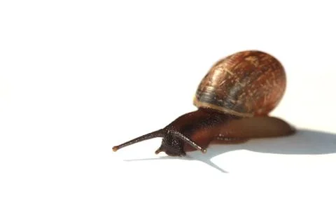 The live snail on white background Stock Photos