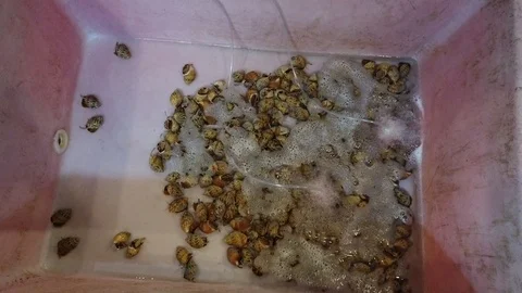  live snails can be found in the water box next to the seafood restaurant. Stock Footage 105005442