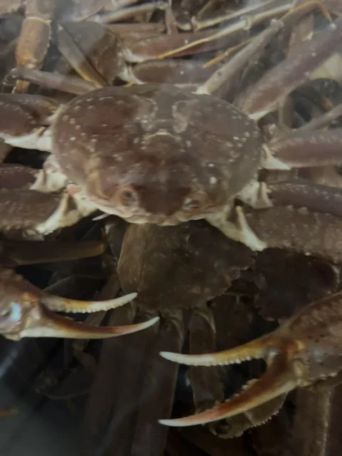 Live snow crab crawling over other crabs in seawater tank Stock Footage 324964146