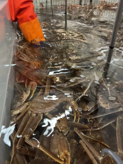 Live Snow Crab Sorting in Water Tank at Arctic Seafood Plant Stock Footage 326057889