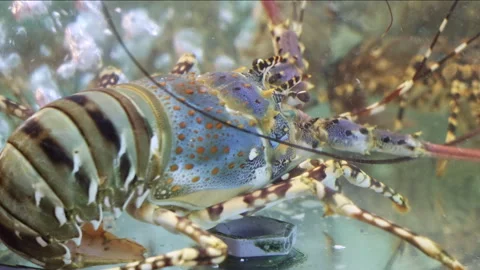 Live spiny lobster breathing in restaurant aquarium Stock Footage 336099863