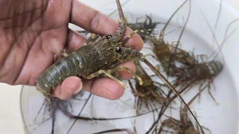 Live spiny lobster held in hand during aquaculture inspection at ocean farm Stock Footage 344576927
