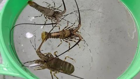 Live Spiny Lobster Seedlings Crawling in Aquaculture Nursery Sorting Basin Stock Footage 343740535