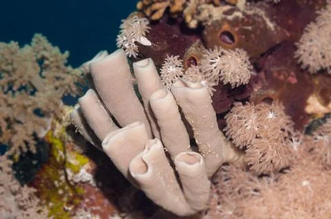 Live sponge underwater Stock Photos