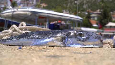 Live spotted pufferfish rests on concrete ground near a harbor in close detail Stock Footage 340039483