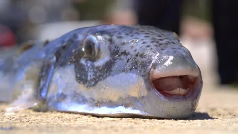 Live spotted pufferfish rests on concrete ground - Portside and Poisonous Fish Stock Footage 340039522