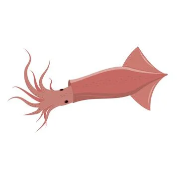 Live squid, isolated, color vector illustration on a white background, vector Stock Illustration