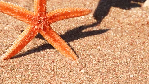 Live starfish on the beach. selective focus. Stock Footage 148663723