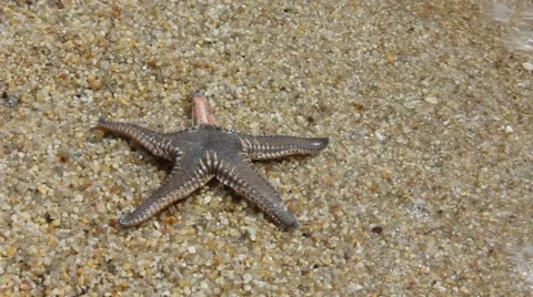 Live Starfish Stock Footage 40841041