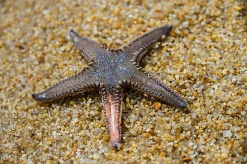Live starfish Foto stock