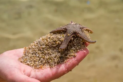 Live starfish Stock-Fotos