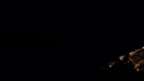 Live Tarantula Crawling Alpha 1 Stock Footage 78973580