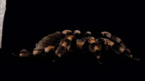 Live Tarantula Crawling Alpha 3 Stock Footage 78974035