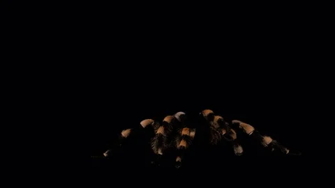 Live Tarantula Crawling Alpha 5 Stock Footage 78973122