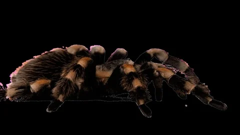 Live Tarantula Crawling Alpha 6 Stock Footage 78972941