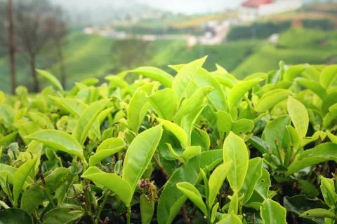 Live tea leaves Stock Photos