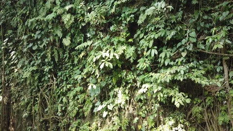 Live texture with green leaves Stock Footage 122565844