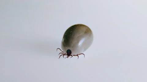 Live tick on a white background. Carrier of encephalitis and Lyme disease. Stock Footage 199626268