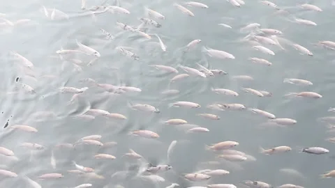 Live Tilapia Fish Swarm in Clear Pond Stock Footage 320373941