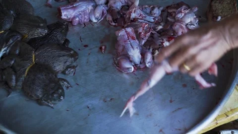 Live toads without heads and skins jump on tray at vietnam fish Vietnam Close-up Видео 311585384